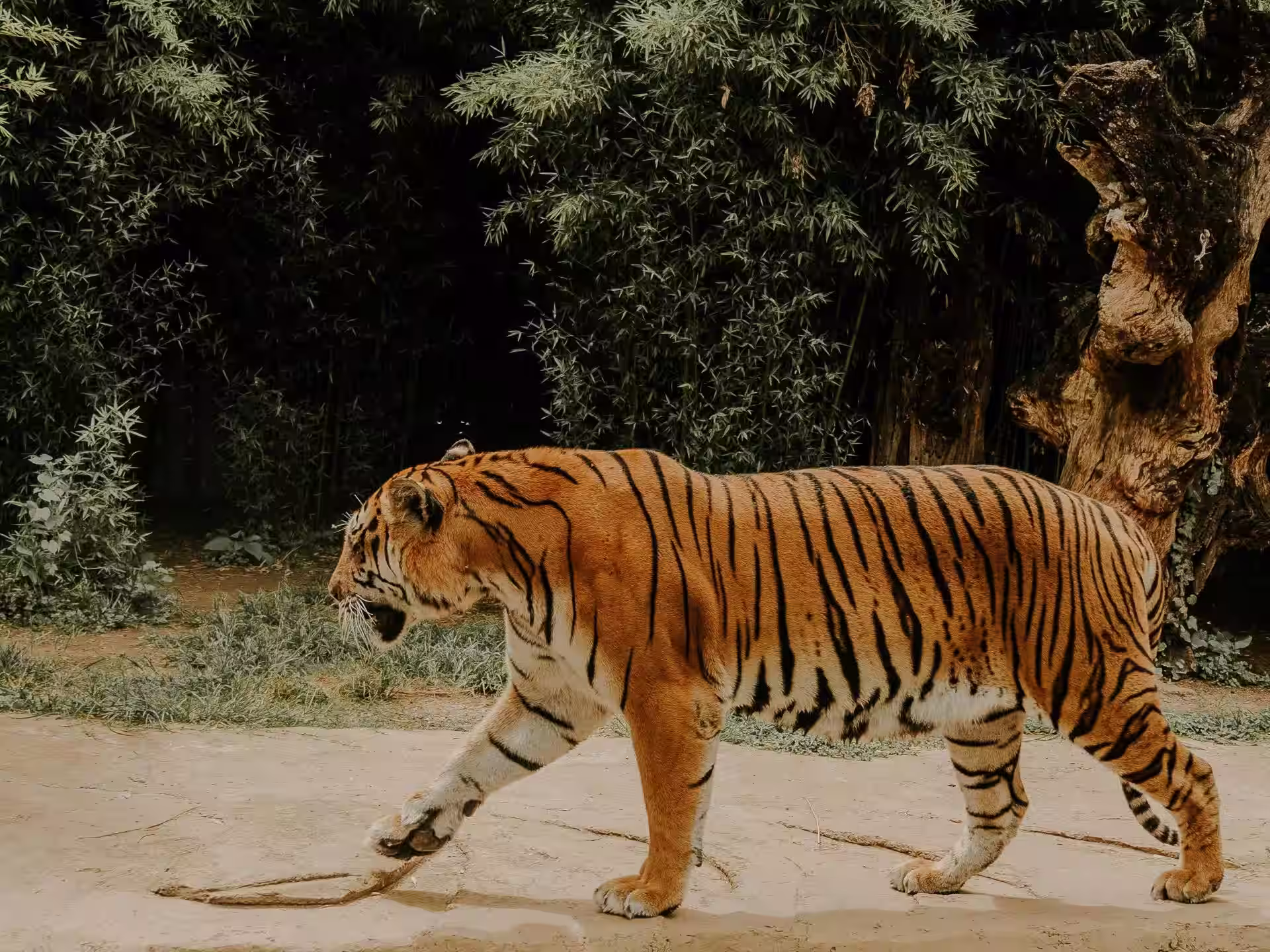Bengal tiger walking through forest in Anamalai Tiger Reserve Tamil Nadu