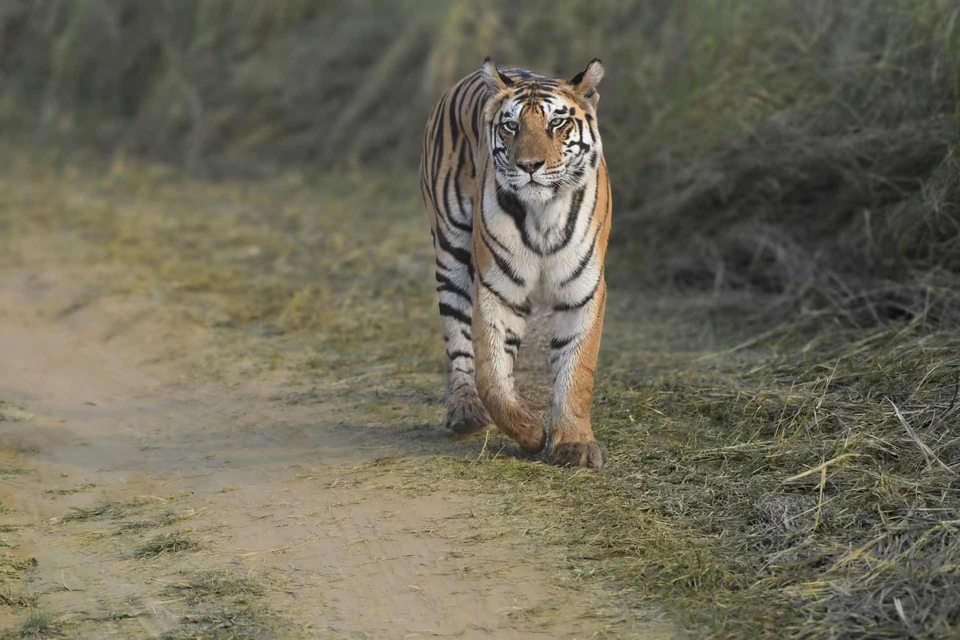 Tiger moving through forest of Sathyamangalam Tiger Reserve Tamil Nadu