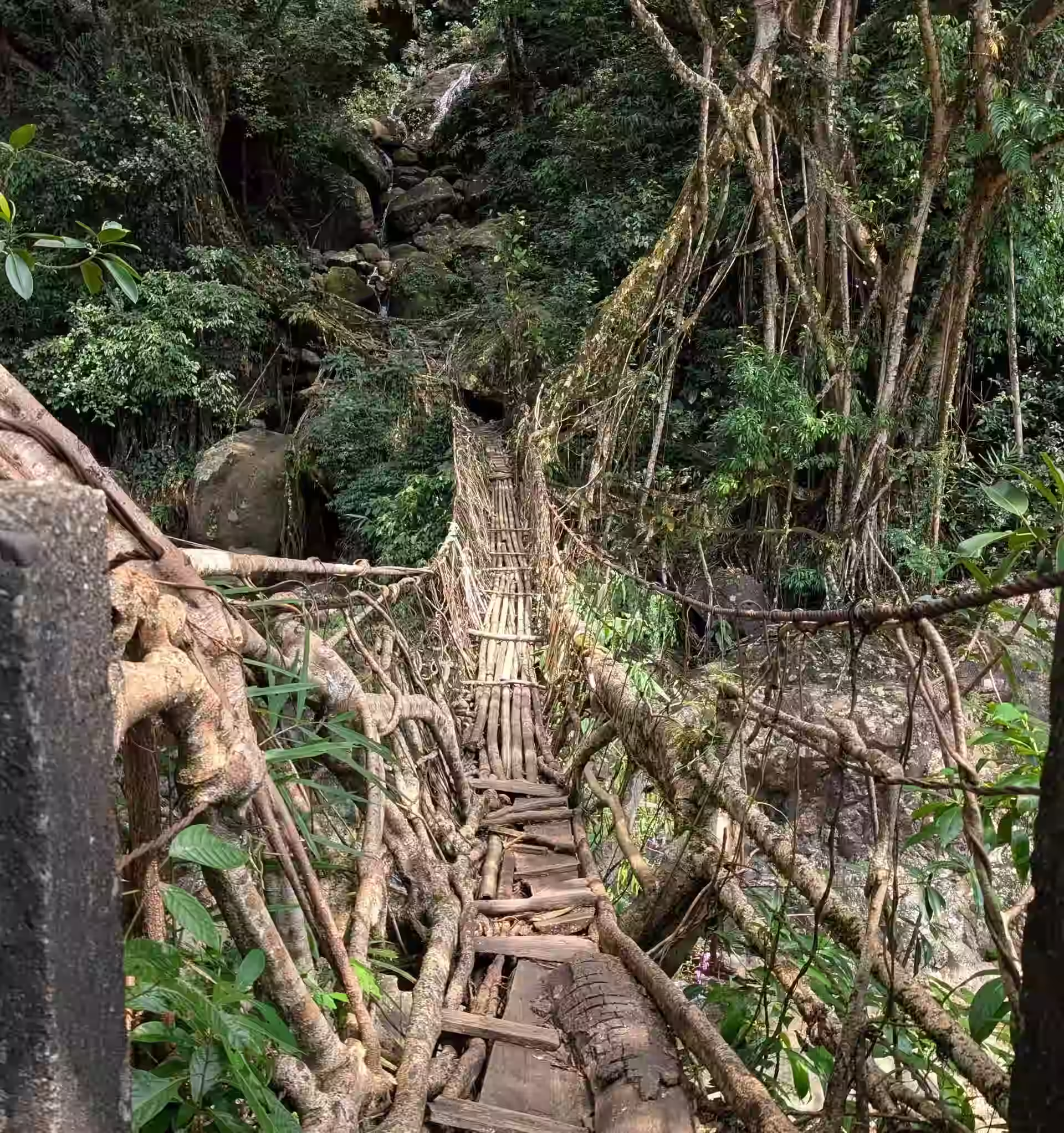 Thadlaskein Sacred Grove sacred forest in Jaintia Hills Meghalaya