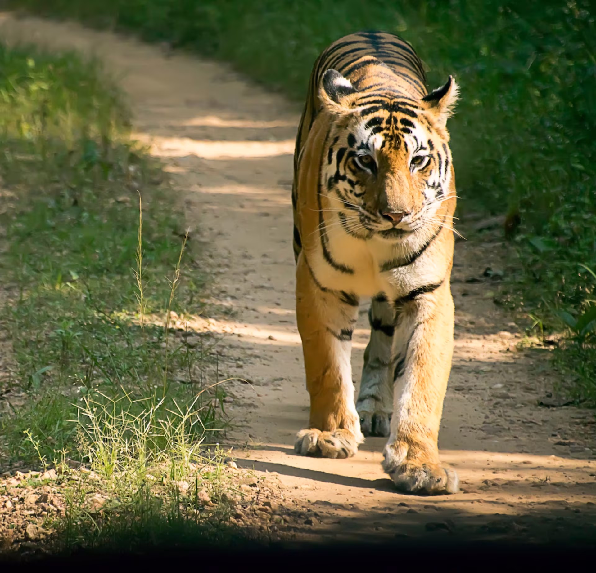 Dudhwa National Park Wildlife Tiger in Dudhwa National Park Uttar Pradesh