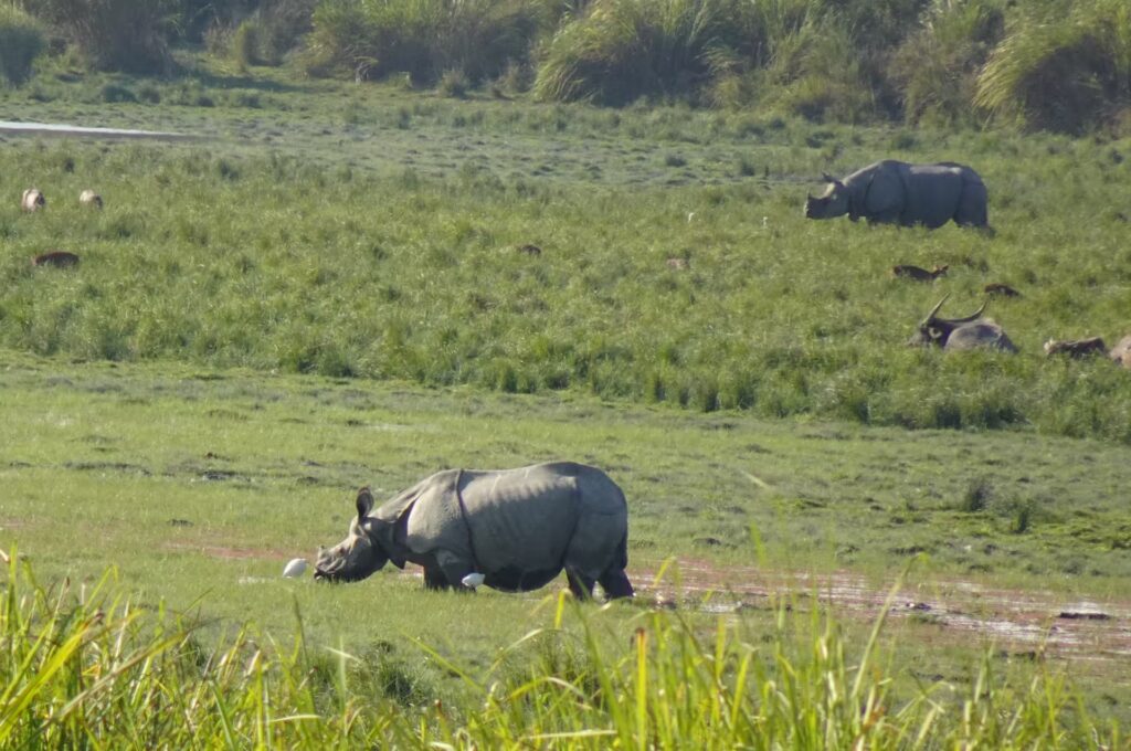 Kaziranga National Park Assam