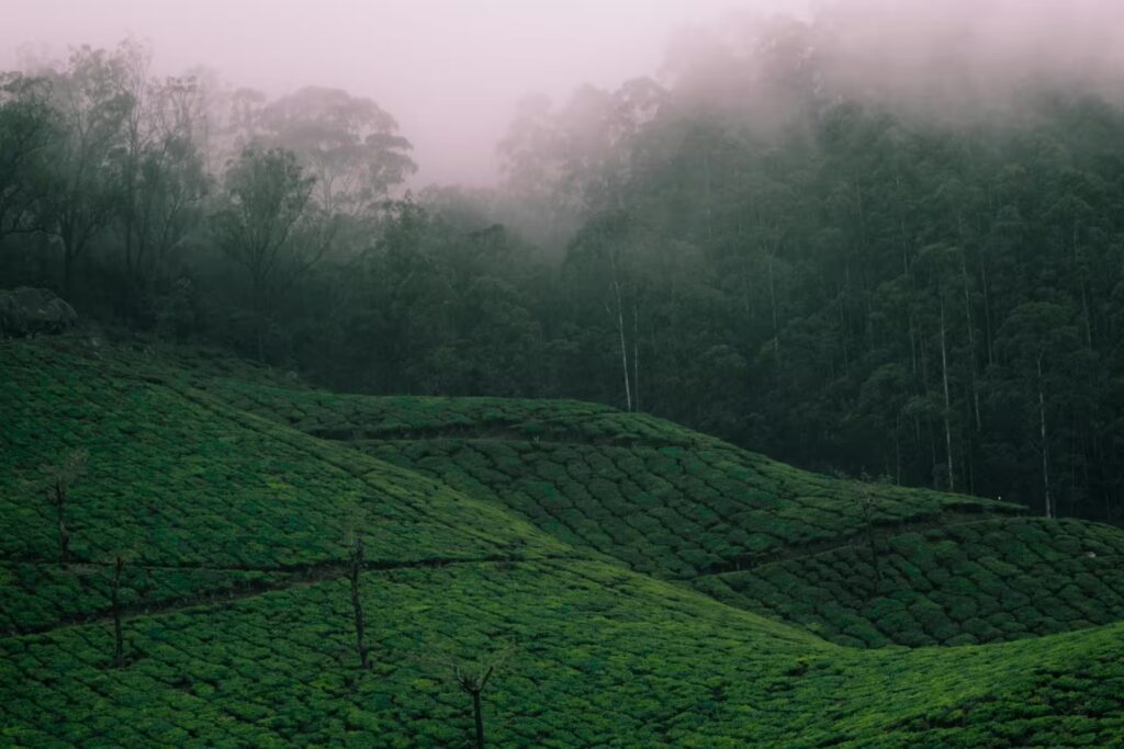 Tea Estates Munnar Kerala