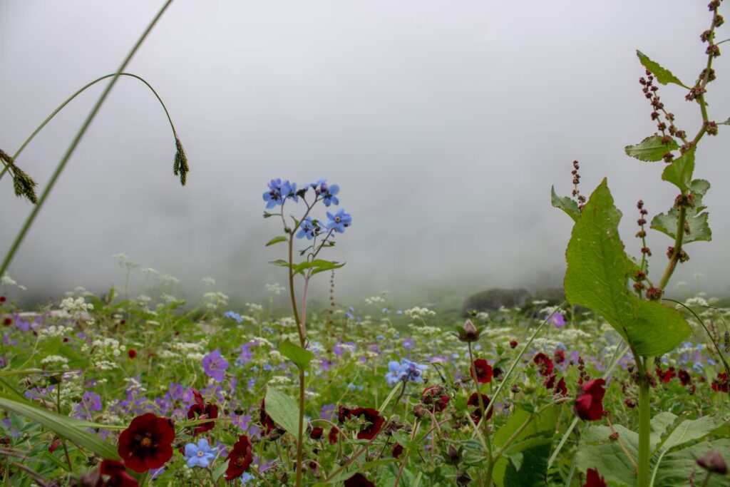 Valley of Flowers Uttarakhand