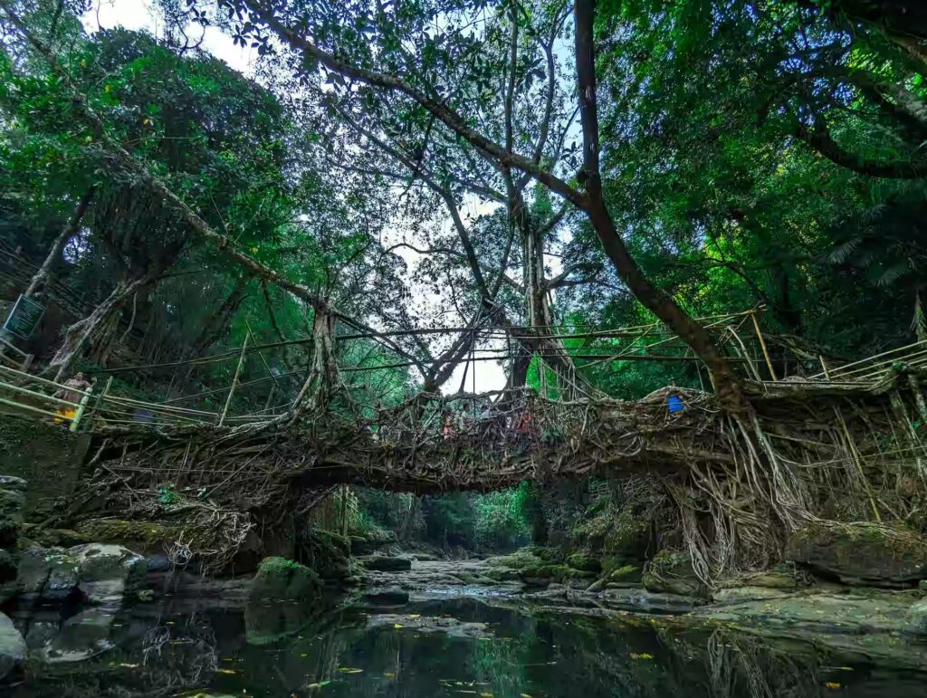 Living Root Bridges of Meghalaya