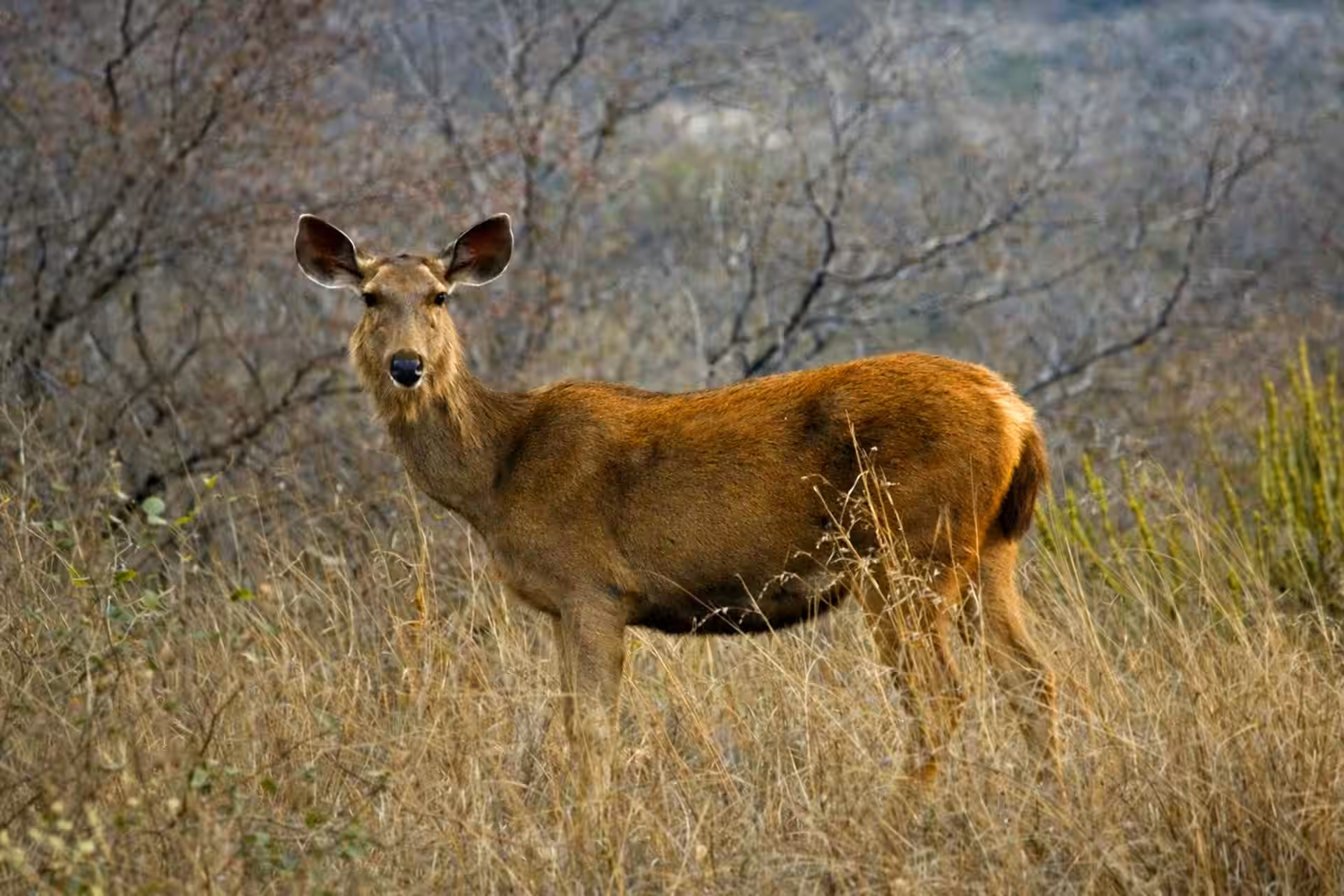 Wildlife at Chambal Safari