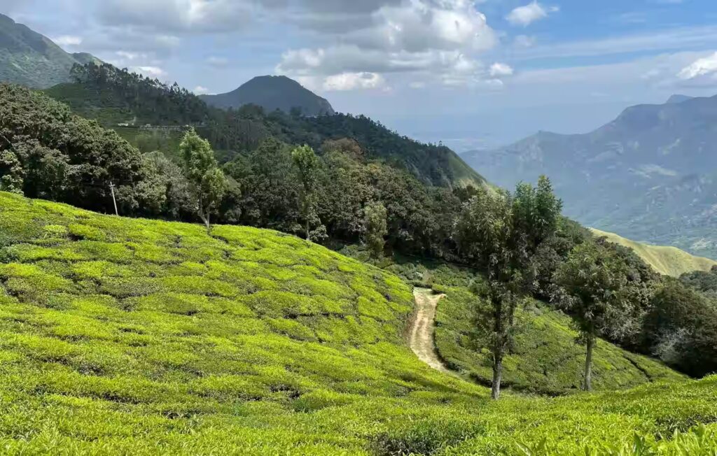 Pothamedu View Point in munnar