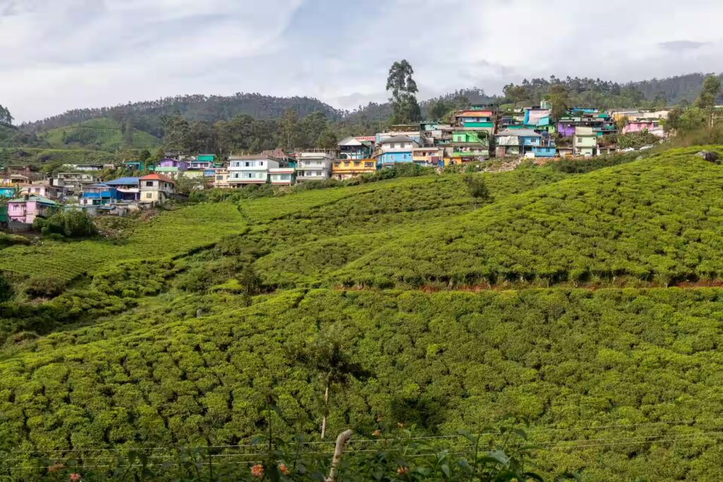 Kolukkumalai Tea Estate