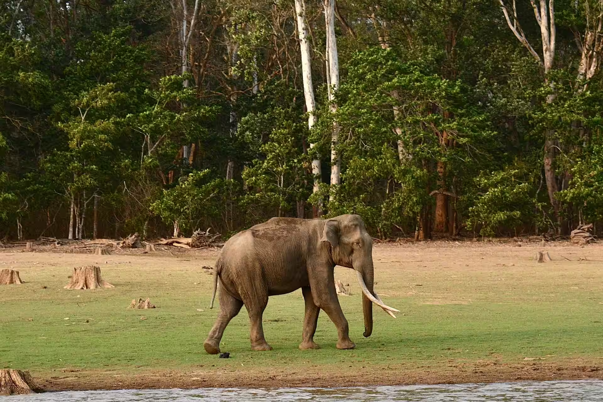 Periyar National Park in Thekkady Periyar National Park in Thekkady