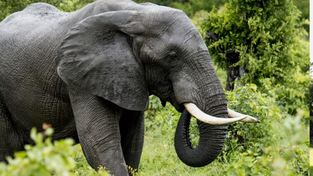 Elephant Junction Elephant Junction