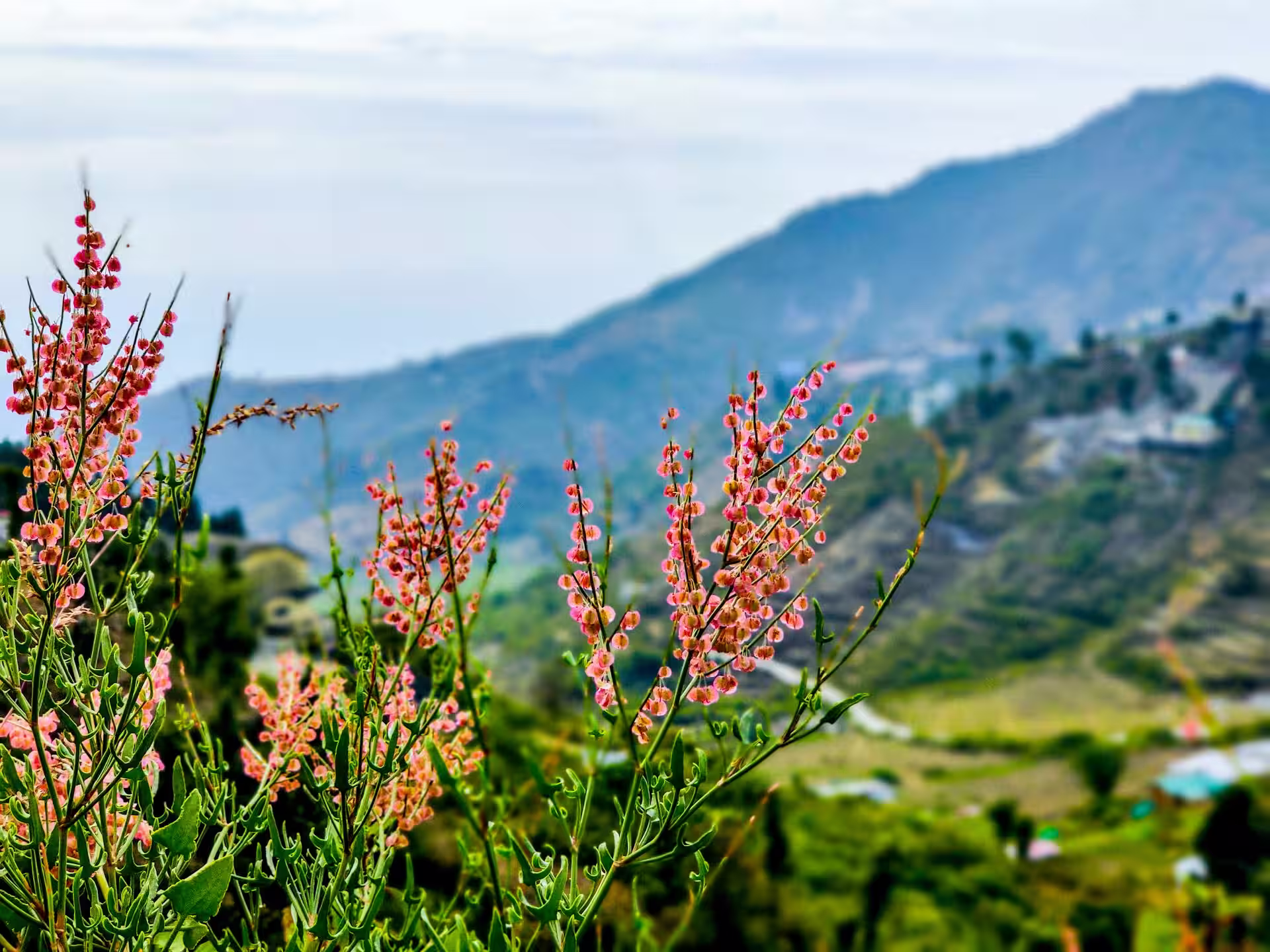 Company Garden View in Mussoorie Company Garden View in Mussoorie