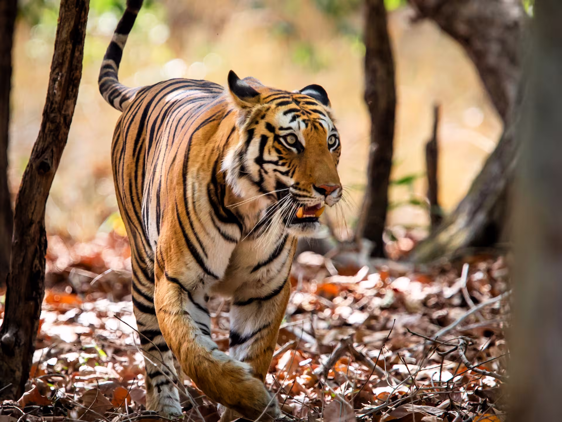 Bandhavgarh & Kanha Safari