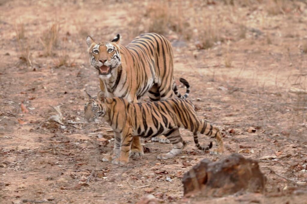 How to Reach Bandhavgarh