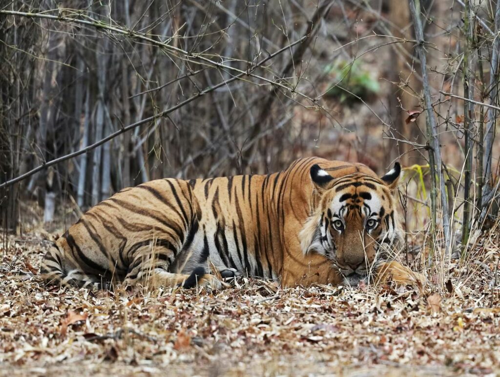 Single Seat Tatkal Permit Booking in Bandhavgarh