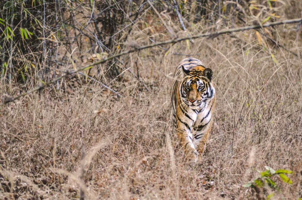 Premium Tatkal Permit Booking in Bandhavgarh