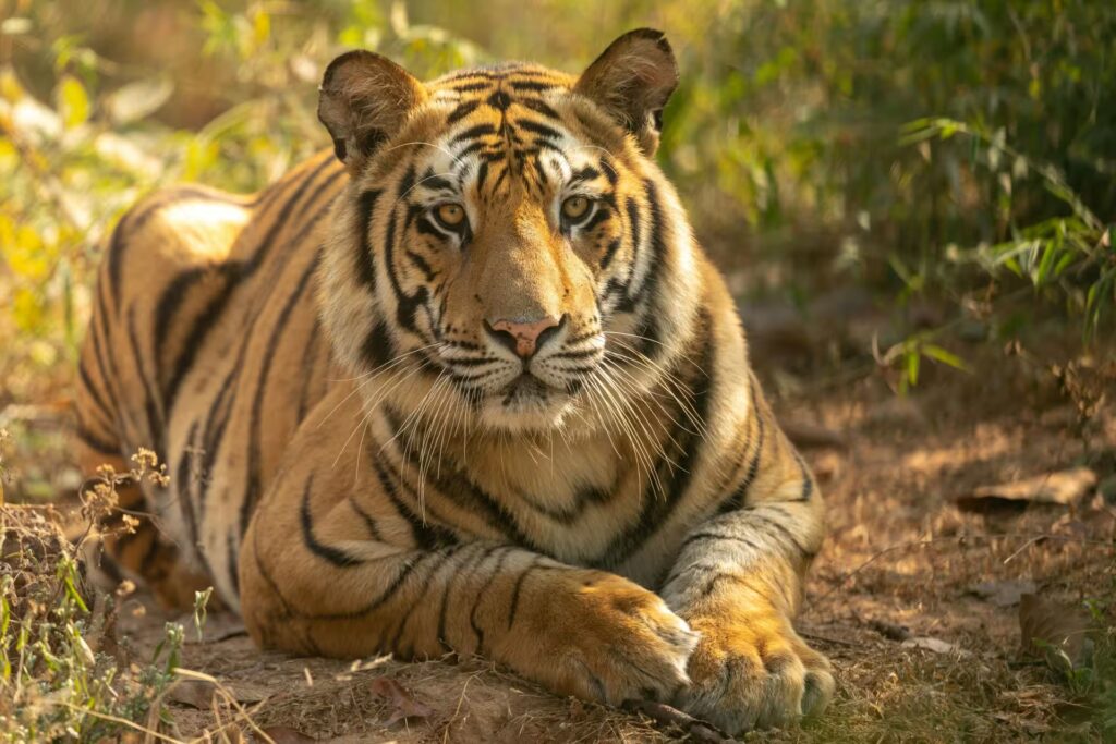 Bandhavgarh Budget Safari