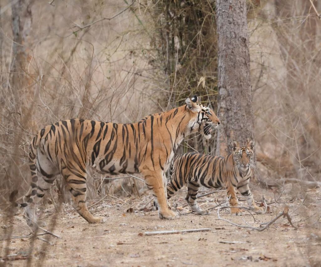 Safari Zones in Bandhavgarh