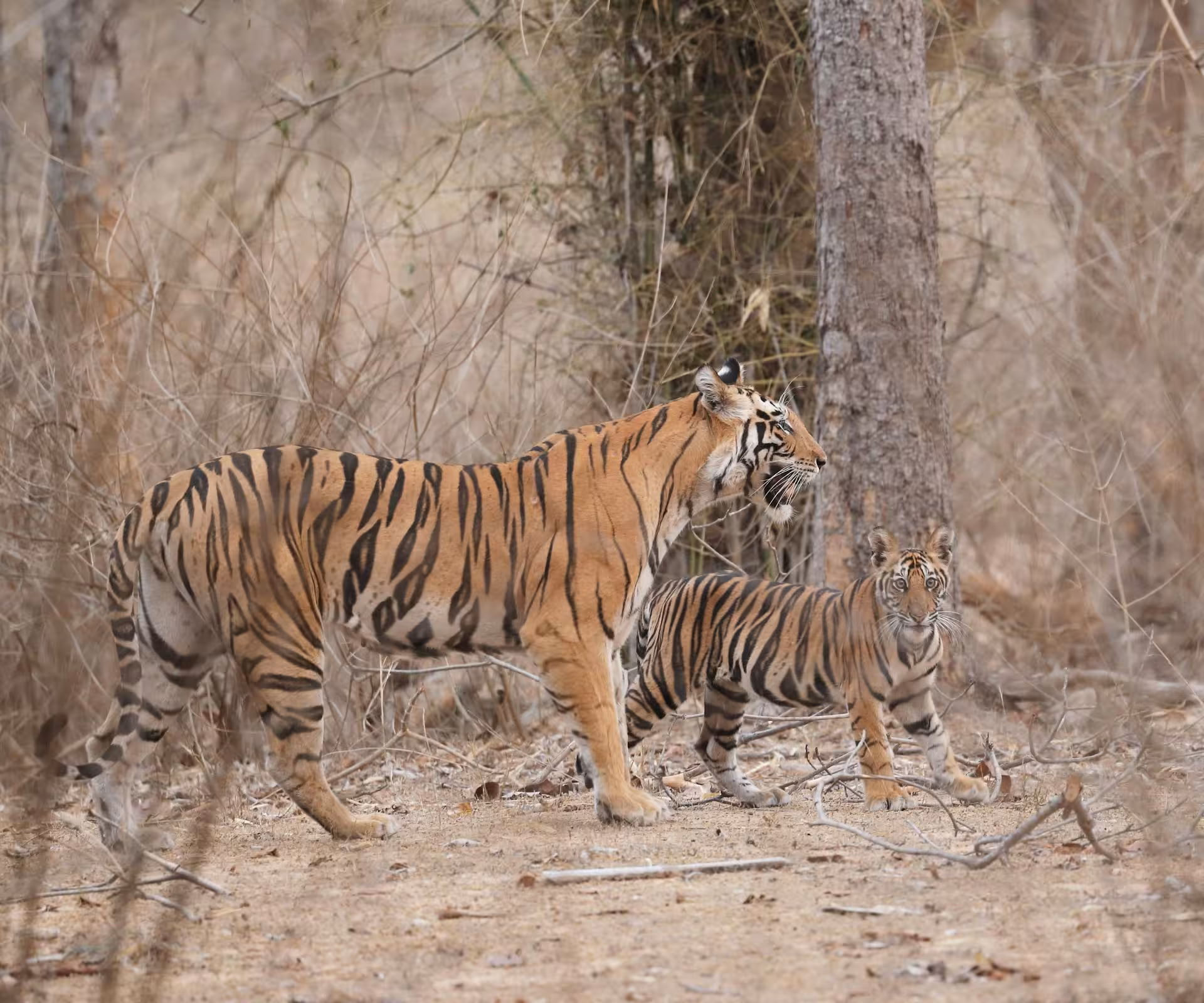 Safari Zones in Bandhavgarh