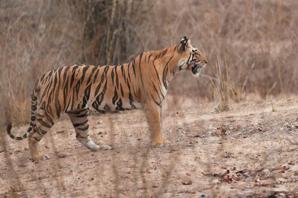 Bandhavgarh & Panna Safari Tour Bandhavgarh & Panna Safari Tour