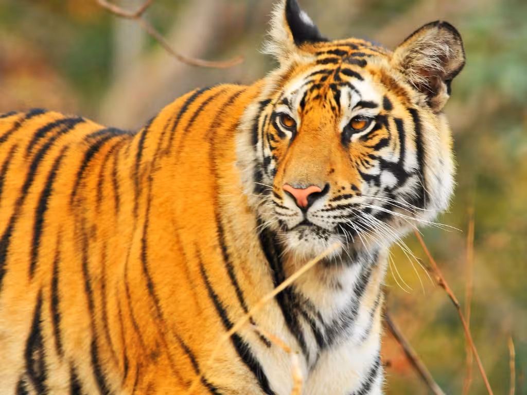 Bandhavgarh & Kanha Safari