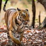 Bandhavgarh Weekend Safari