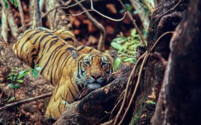 A Solo Traveler’s Guide to Bandhavgarh National Park