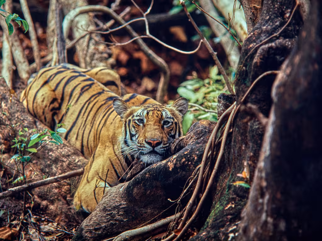 Bandhavgarh & Pench Safari Bandhavgarh & Pench Safari