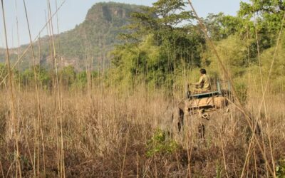 Types of Safaris in Bandhavgarh