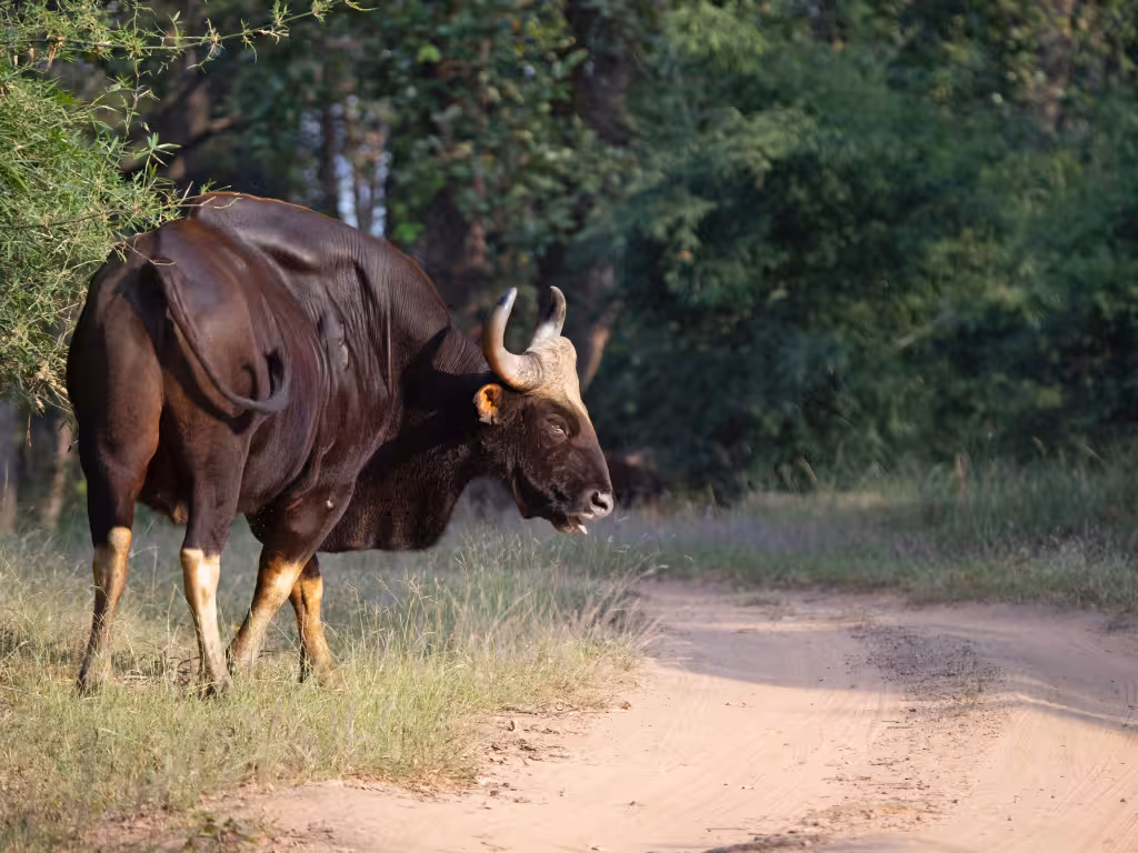 Indian Gaur