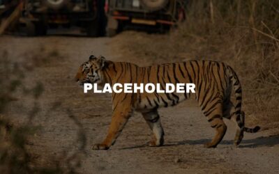 5 Offbeat Things to Do in Bandhavgarh
