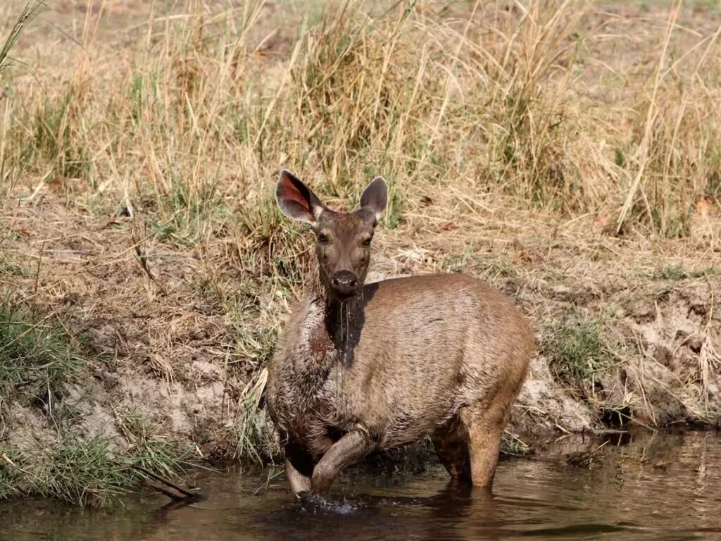 Wildlife Photography in Bandhavgarh