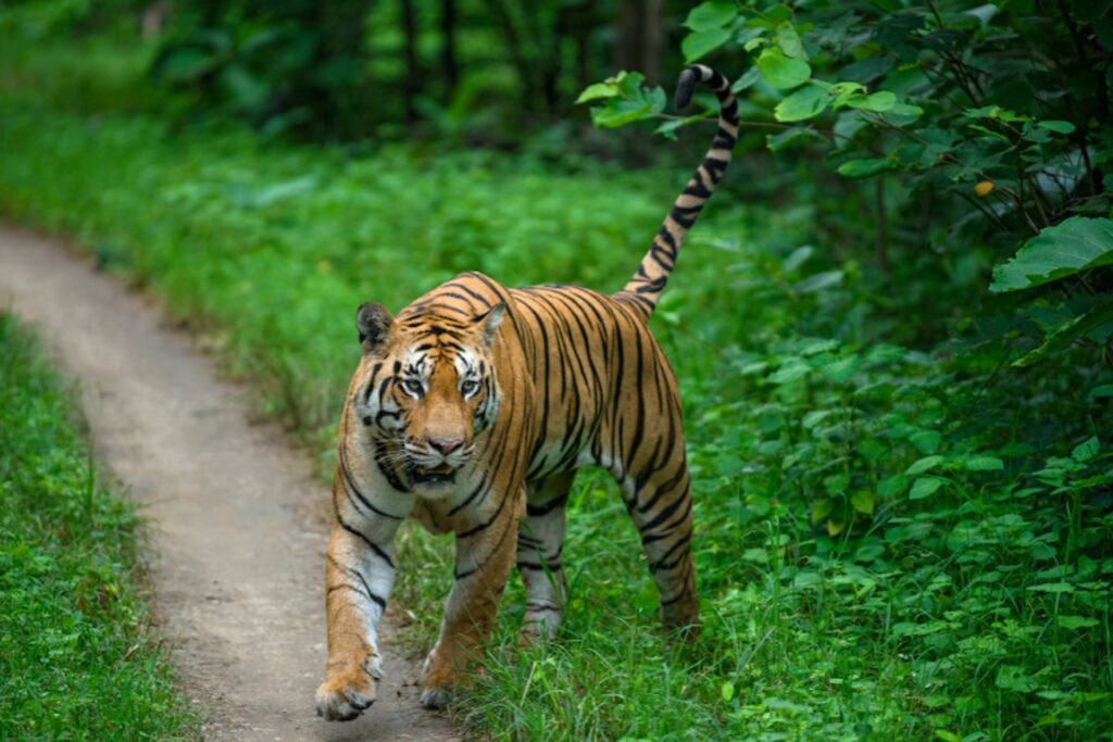 Pench National Parks