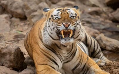 Unveiling the Secrets of Bandhavgarh: A Wildlife Lover’s Paradise