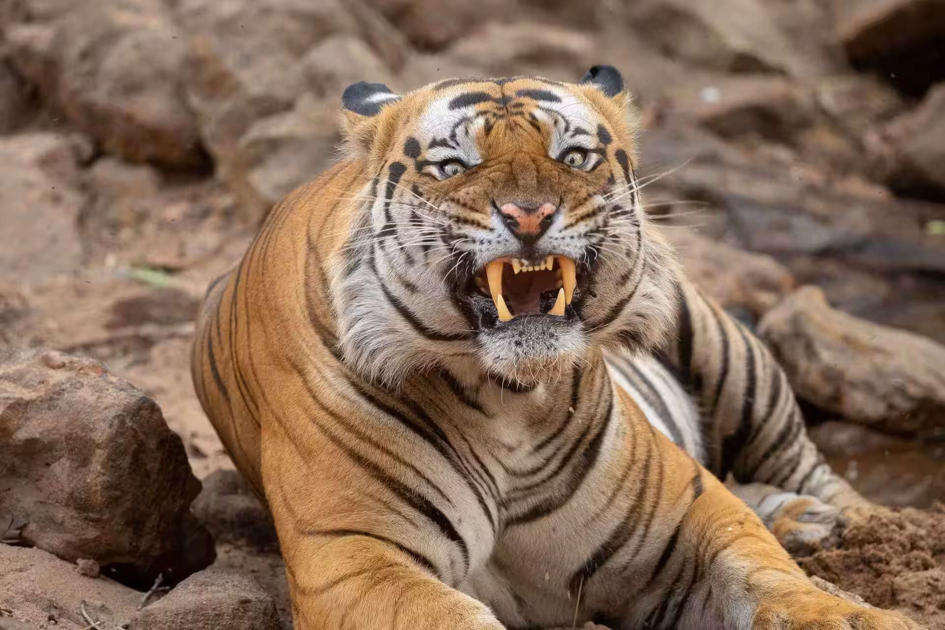 honeymoon package kanha