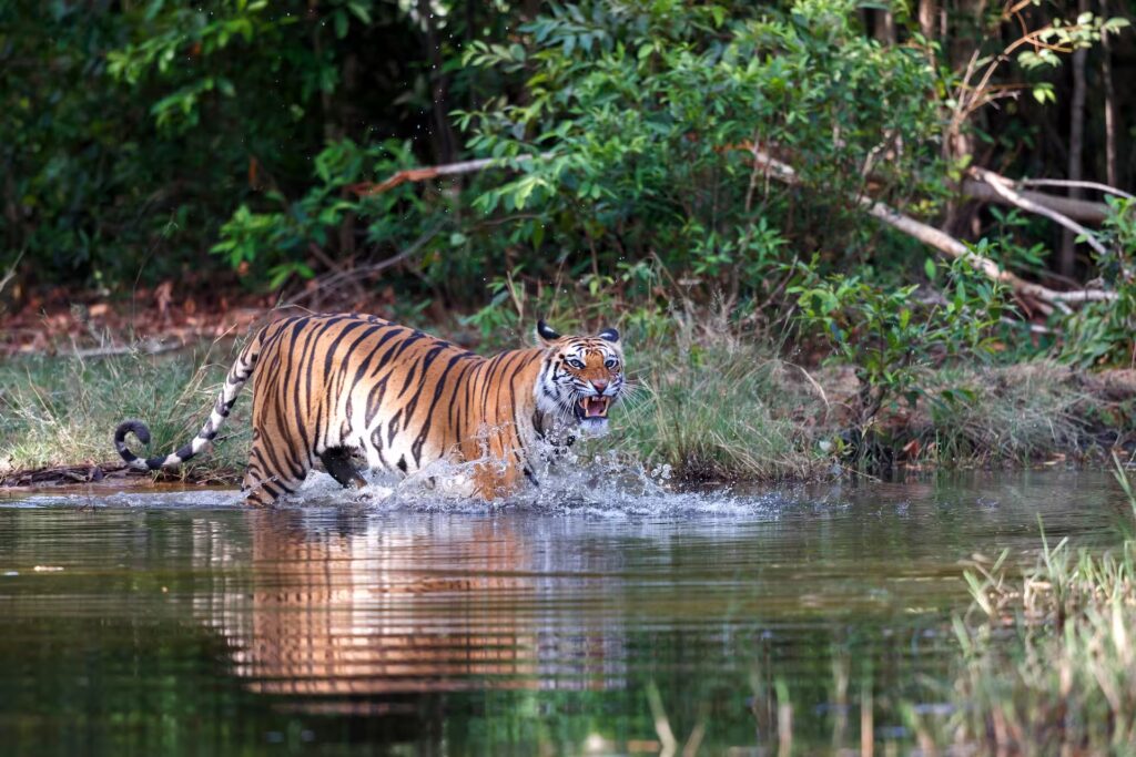 Tiger In Mansoon
