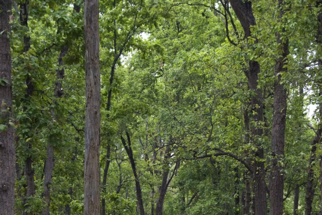 Flora in bandhavgarh