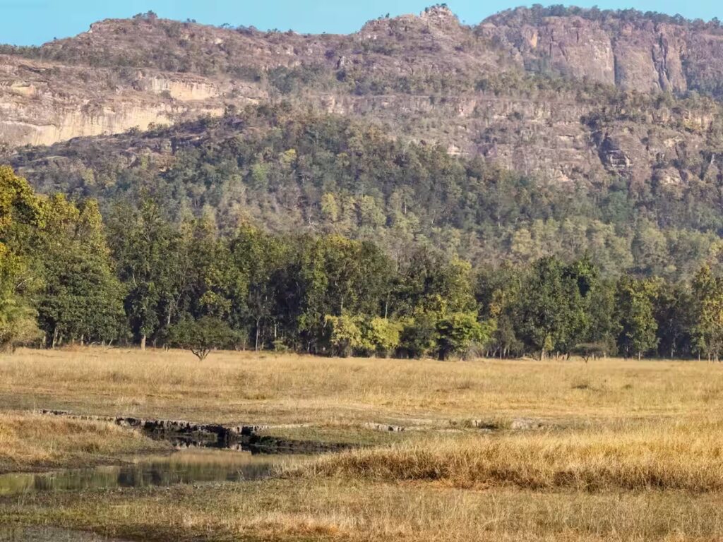 Grassy Meadows and Open Patches
