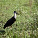 Asian Woolly Necked Stork