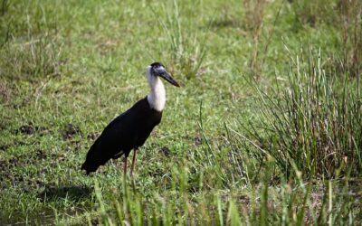 A Family-Friendly Safari: Exploring Bandhavgarh with Kids