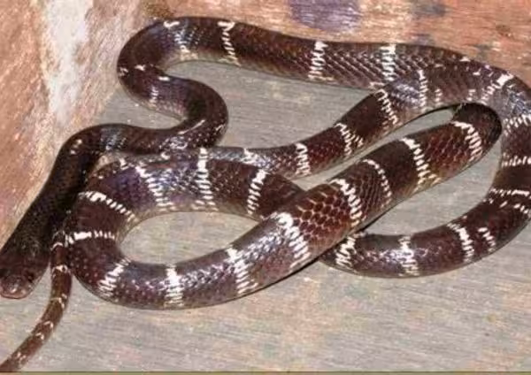 Common Krait