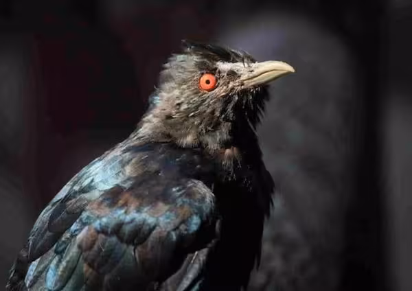 Racket-tailed Drongo