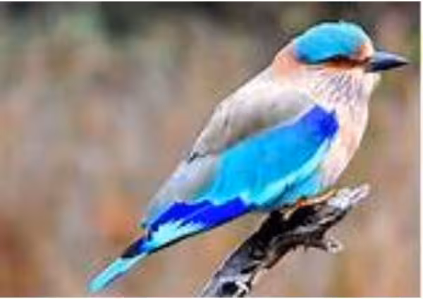 Indian Roller