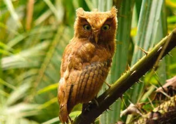 Indian Scops Owl