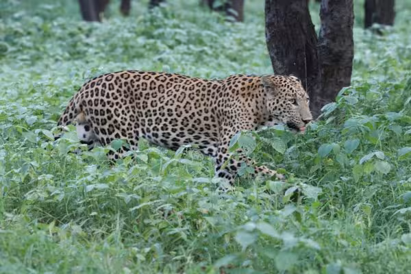 Indian Leopard
