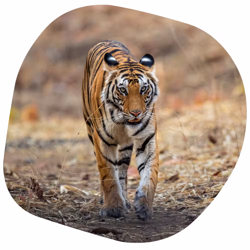 About Bandhavgarh