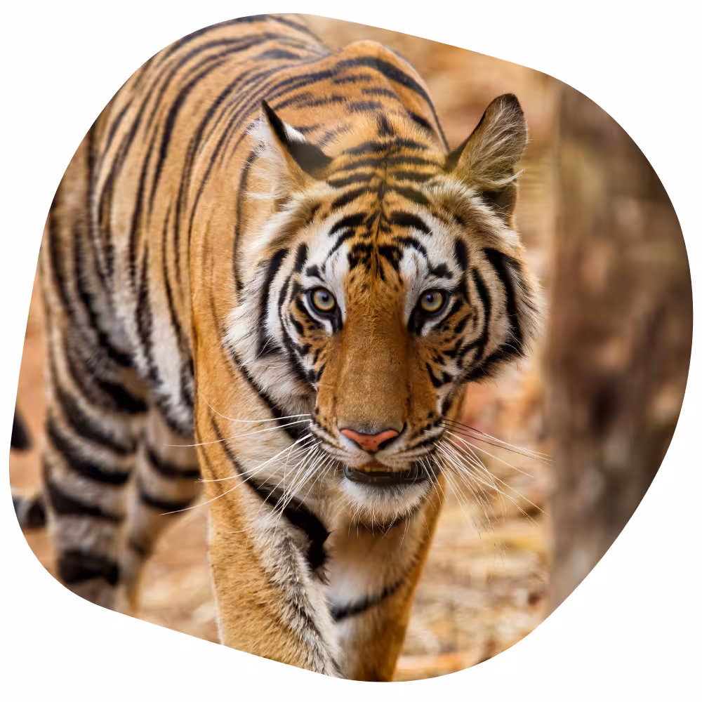 Wildlife of Bandhavgarh