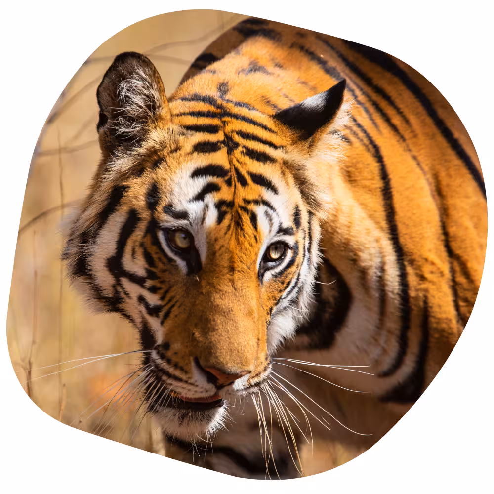 National Parks Near Bandhavgarh