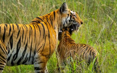 Comparing Tala, Magadhi, and Khitauli Zones: Which to Choose