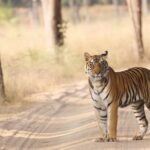 Last Minute Safari Booking in Bandhavgarh