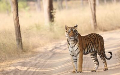 Last Minute Safari Booking in Bandhavgarh: Is It Possible?