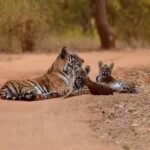 Bandhavgarh Safari Booking Mistakes to Avoid